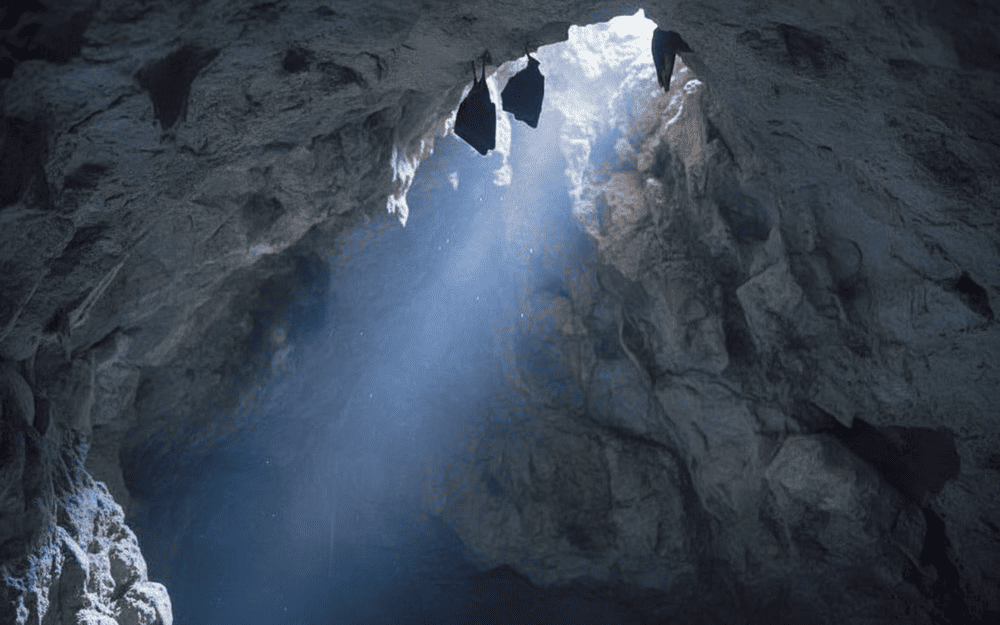 Hang Luồn l&agrave; m&ocirc;i trường sống tự nhi&ecirc;n của nhiều lo&agrave;i dơi.